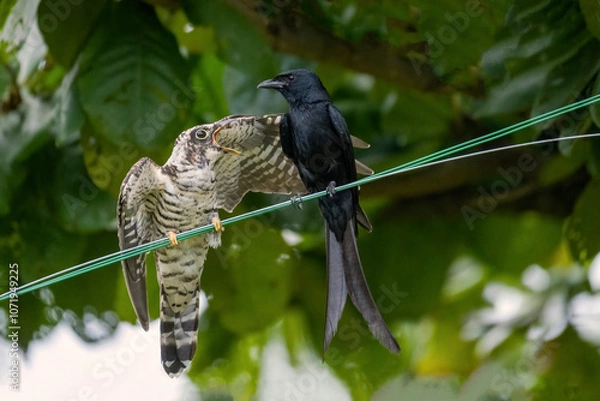 Fototapeta Drongo bird feeds on a cuckoo chicks