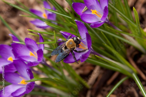 Obraz bee on a crocus