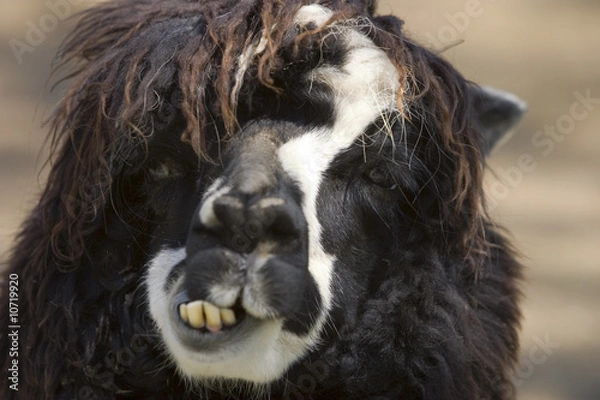 Obraz Alpaca's face