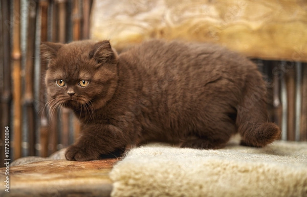 Fototapeta Britisch Kurzhaar Kitten in braun im Herbst , niedlich