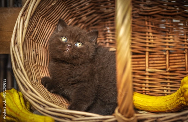 Fototapeta Britisch Kurzhaar Kitten in braun im Herbst , niedlich