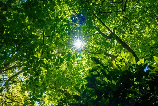 Obraz Sunlight shining through green leaves