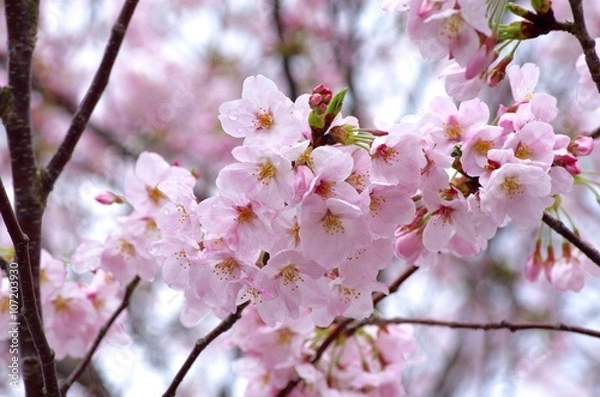Obraz 桜咲く季節　cherry Blossoms　　