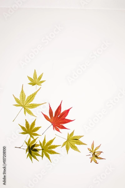 Fototapeta maple leaves