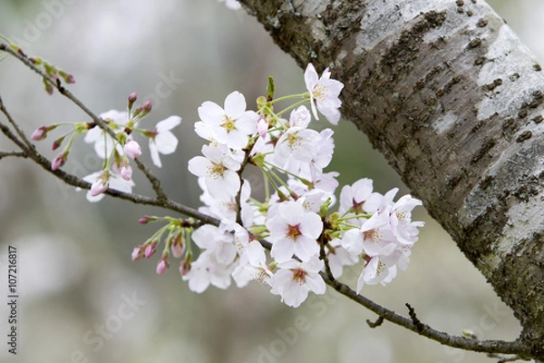 Obraz 桜