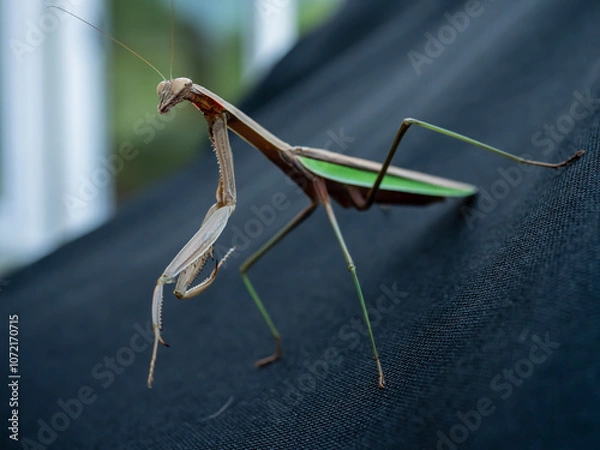 Fototapeta Praying Mantis