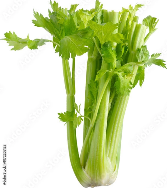 Obraz Fresh green celery