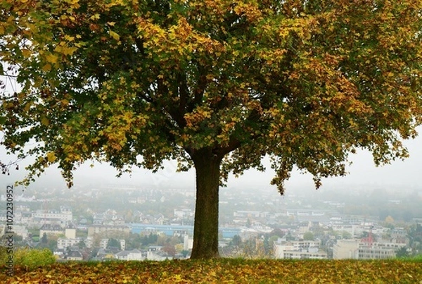 Obraz Solitude dans brouillard