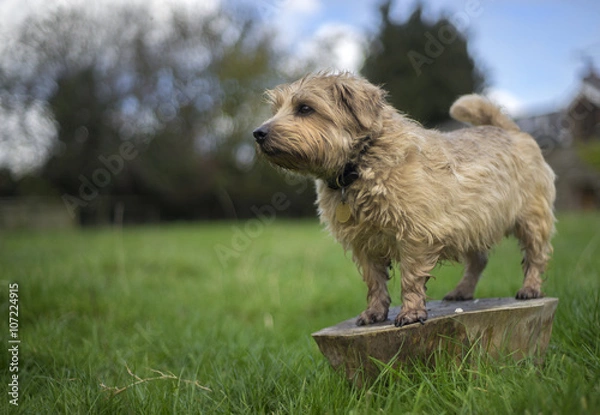 Fototapeta Terrier on Log in Welsh Landscape