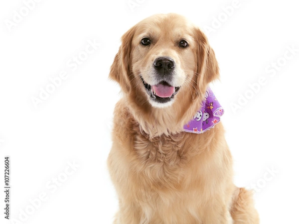 Fototapeta Purebred Golden Retriever