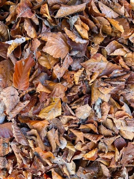 Obraz Brown dry leaves in autumn, covering the forest floor