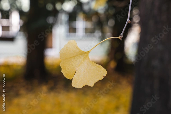 Obraz Gingko Herbstlaub