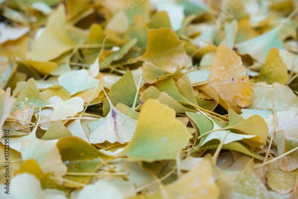 Obraz Gingko Herbstlaub