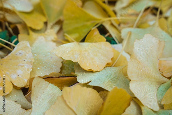 Obraz Gingko Herbstlaub