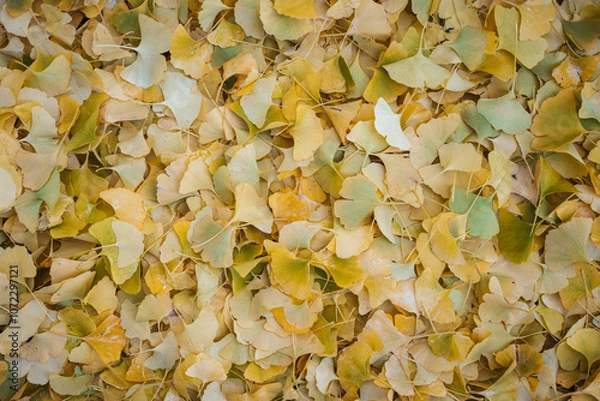 Obraz Gingko Herbstlaub