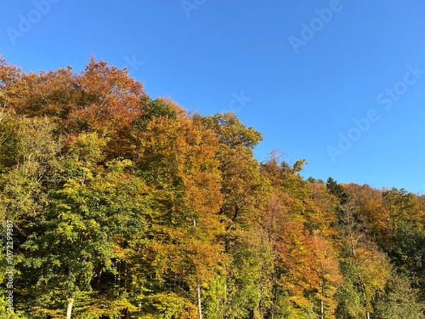 Obraz Colorful autumn forest with blue sky in the background