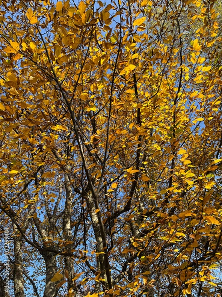 Obraz Tree with yellow leaves in autumn