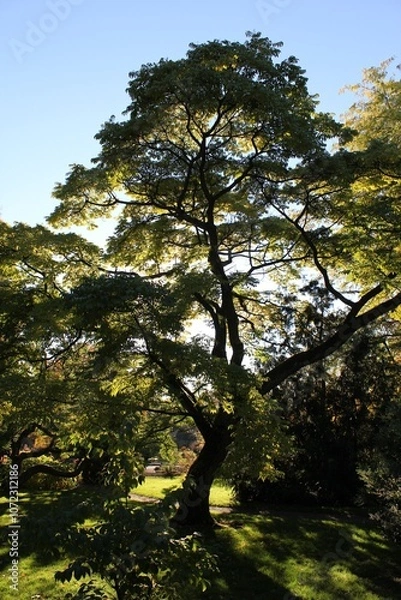 Obraz tree in the forest