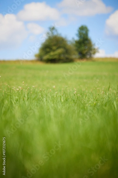 Obraz Green Meadow with Trees in Background