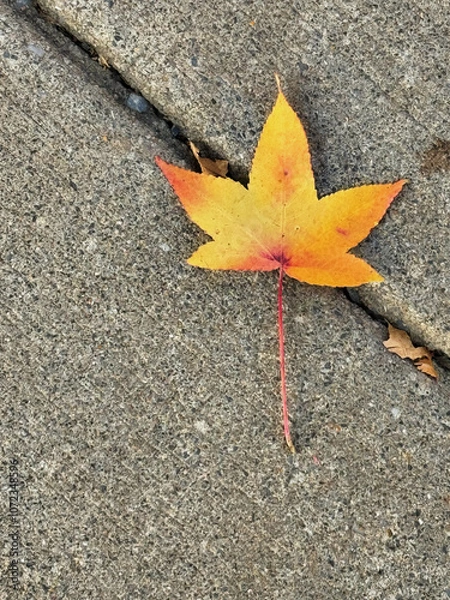 Obraz Fallen leaf, November 2024