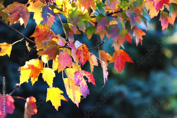 Fototapeta Fall foliage on a tree branch on the farm, October 2024
