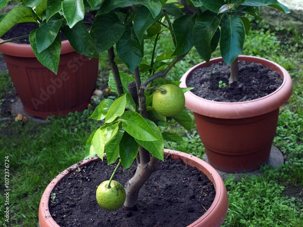 Obraz Lemon tree with green fruits growing in pots on the ground.