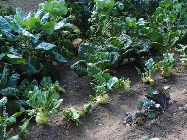 Obraz Cabbage beds in the garden. Growing cabbage in the garden.