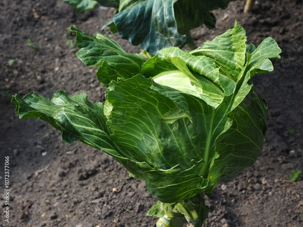 Obraz Cabbage growing in the garden. Green cabbage growing in the garden.