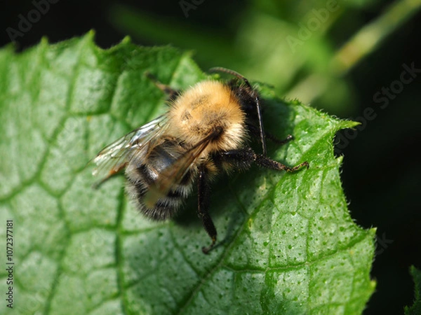 Obraz Bumblebee on a green leaf in the garden. Macro.