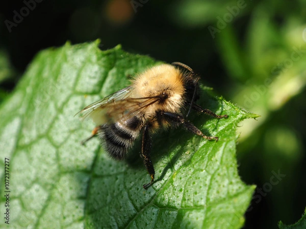 Obraz Bumblebee on a green leaf in the garden. Macro.