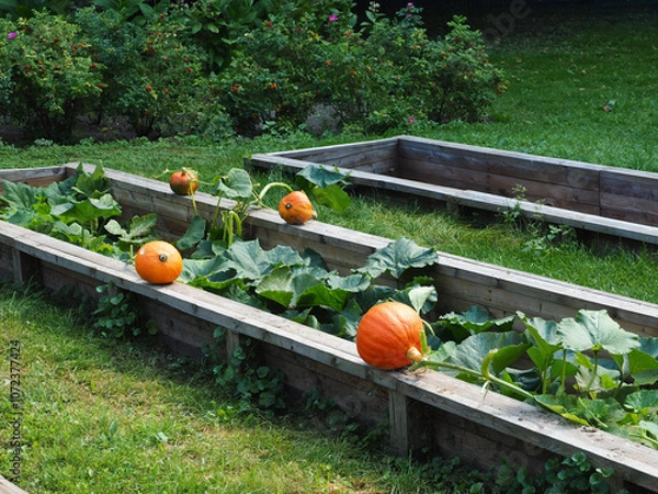 Obraz Pumpkins in a wooden box on the grass in the garden