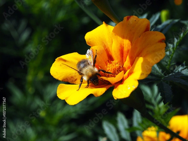 Obraz Bee on a flower in the garden. Shallow depth of field.