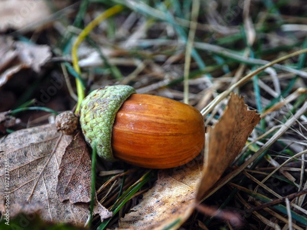 Obraz Acorn on the ground in the autumn forest. Close-up.