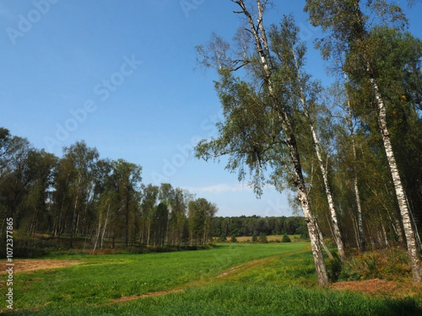 Obraz Birch forest on a sunny day in early autumn, Russia