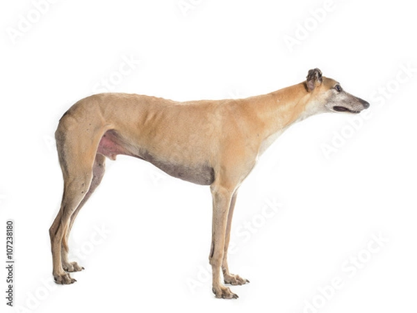 Fototapeta greyhound side