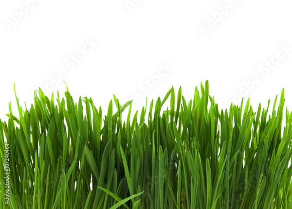 Obraz зеленая трава на белом фоне