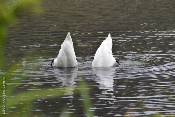 Fototapeta 2 cygnes plongeant simultanément