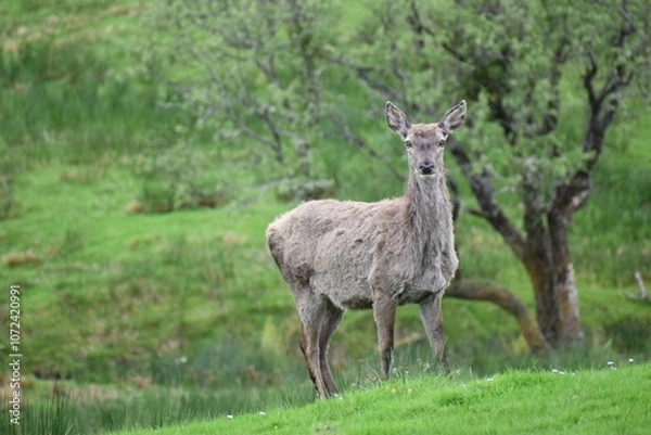 Fototapeta biche face camera dans un océan de vert