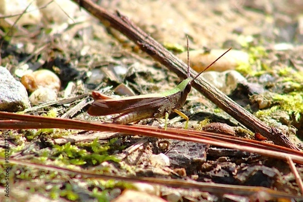 Obraz grasshopper on the ground