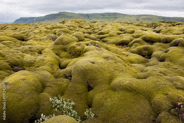 Obraz Landscape, lava field covered by moss, Iceland