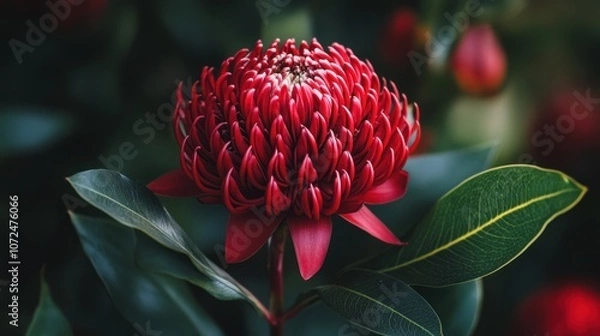 Obraz Vibrant Red Waratah Flower