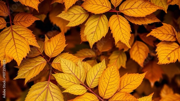 Fototapeta autumn leaves on a tree