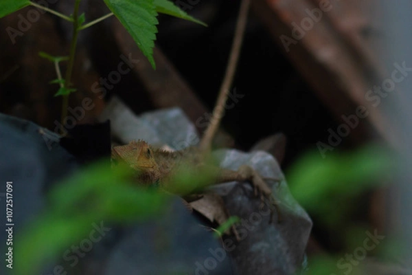 Fototapeta shot on wild calotes. -Calotes is a genus of lizards in the draconine clade of the family Agamidae. The genus contains 29 species.