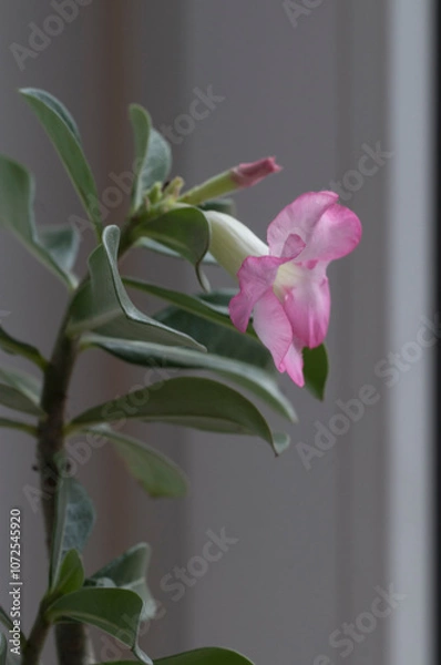 Obraz Adenium obesum flower, close up shot