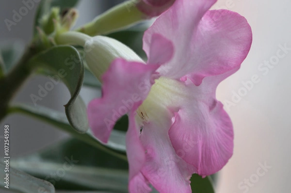 Obraz Adenium obesum flower, close up shot