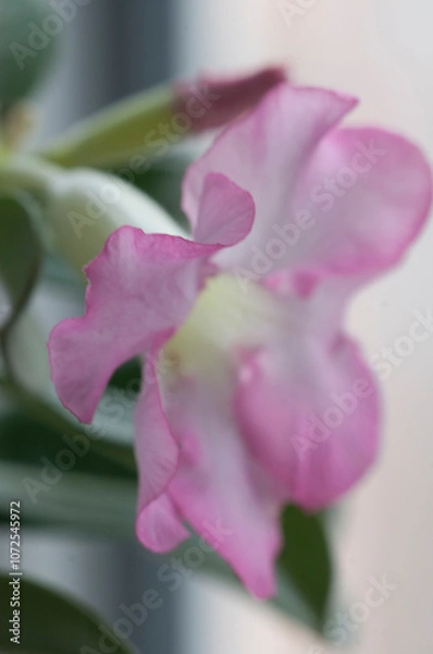 Obraz Adenium obesum flower, close up shot