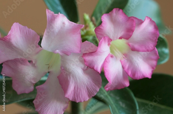 Obraz Adenium obesum flower, close up shot