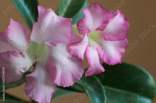 Obraz Adenium obesum flower, close up shot