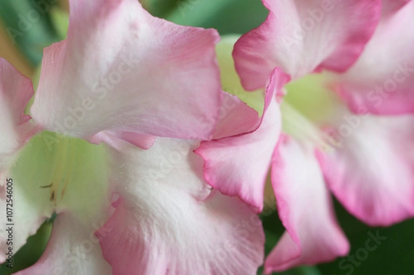 Obraz Adenium obesum flower, close up shot