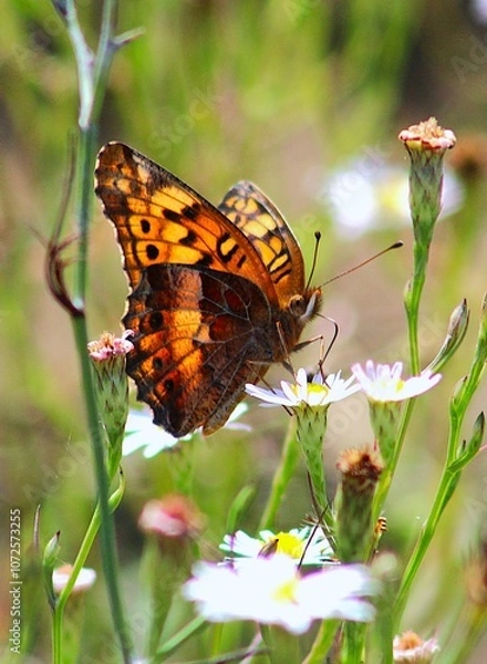 Fototapeta butterfly on a flower macro